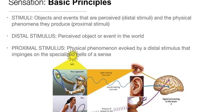 Perception: 1.1 Foundations - The Perceptual Process смотреть онлайн