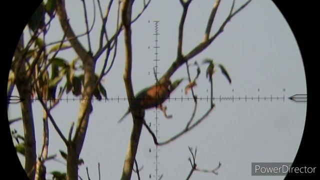 Fx impact Mkll 700SH liner.22 "Mamba" is back and slinging Javelin 34gr217@1000fps | Dove Hunting смотреть онлайн