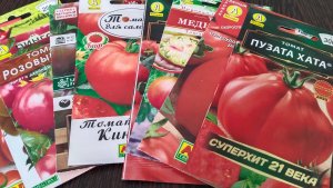 Посев семян крупноплодных помидор для теплицы