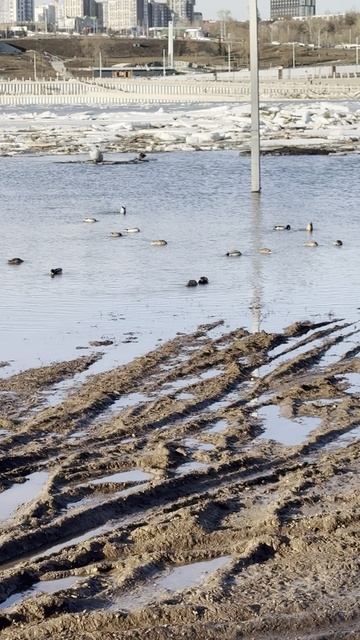 Весеннее половодие!