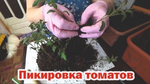 Как правильно пикировать томаты