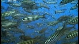 Косяк рыб. потрясающее зрелище.wmv