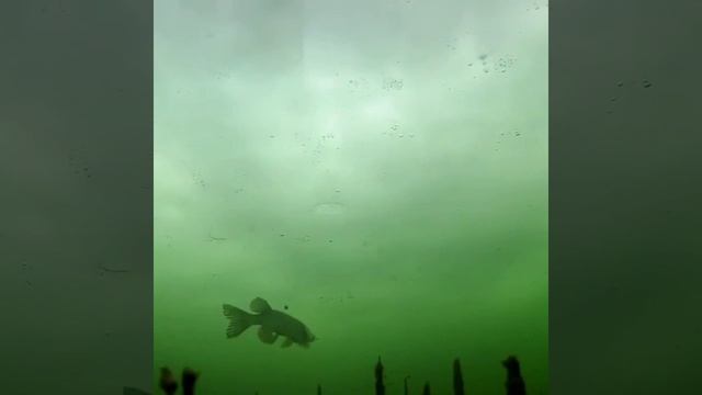 Подводная атака щуки на живца смотреть онлайн