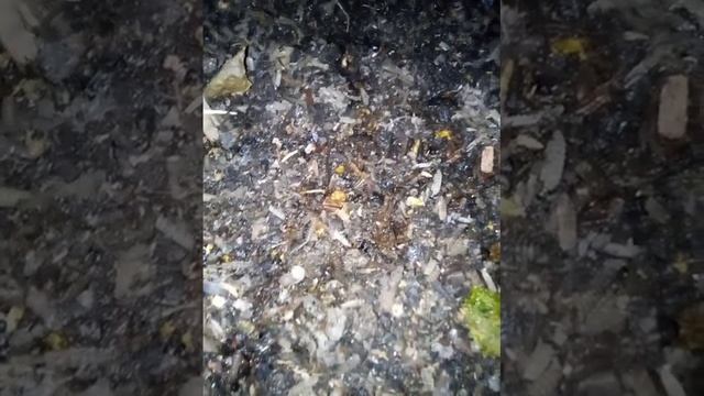 Микробы + бактерии = личинка и удобрение. смотреть онлайн