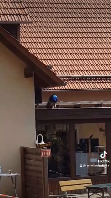 Жар-птица. Птица Феникс.#tiere #vogel #vonixx #жарптица #сказки #märchen смотреть онлайн