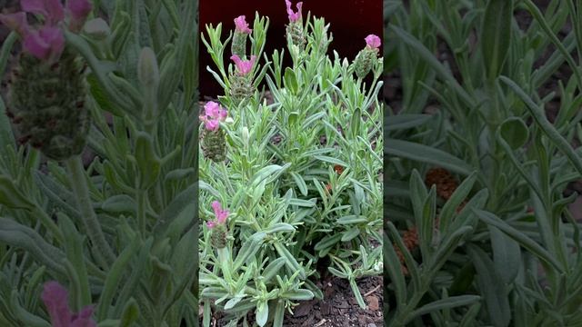 Carolina roses смотреть онлайн