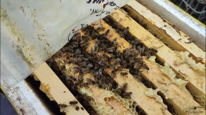 28-03-2025 Зимовка продолжается