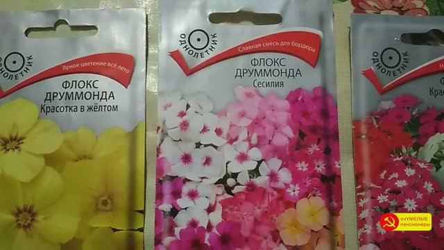 Флоксы Друммонда, посев и всходы.