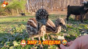 Эму страусята в 2 недели хорошо щиплют травку ❣️🤗😂