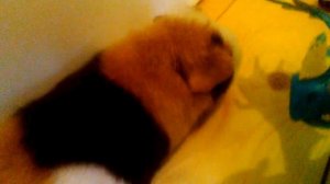 Испытания для морской свинки