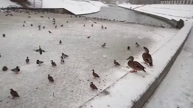 Детский парк.Раздолье для уток. смотреть онлайн