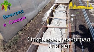 Открываем виноград или нет