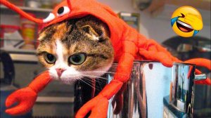 Приколы с котами и собаками🤗 Смешные видео про животных 🤗СМЕШНОЕ ВИДЕО😍  Любимые смешные животные