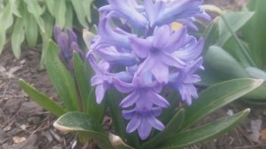 Гиацинт садовый Аида