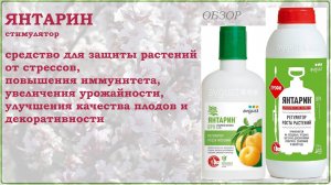 Янтарин - средство для защиты растений от стрессов, повышения их иммунитета и урожайности. Обзор