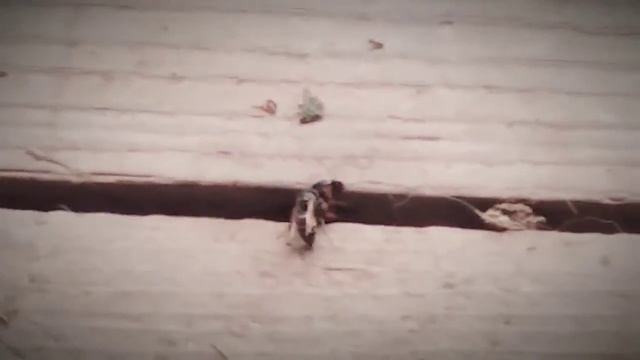 Оса тащит добычу (редкий кадр)