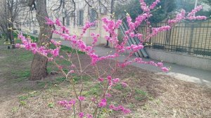 Церцис Дерево