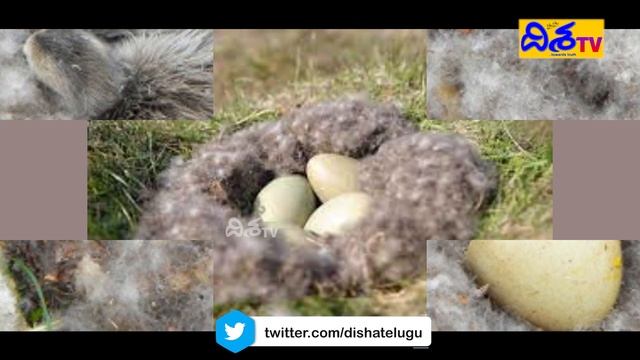 Eider Polar Duck Feathers For Natural Fiber || ఈ బాతు ఈకలు బంగారం కంటే ఖరీదు || Disha TV смотреть онлайн