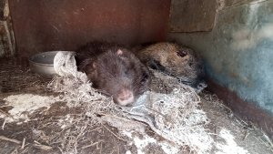 Новая жизнь СТАРОГО МАНГАЛА.  12.03.25.2mp4