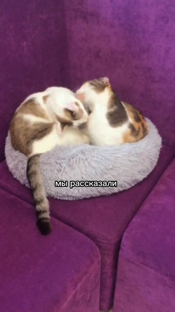 Я - совладелица Котокафе, это личная история ❤️ #зоопсихолог #зоопсихология #котик #котокафе смотреть онлайн