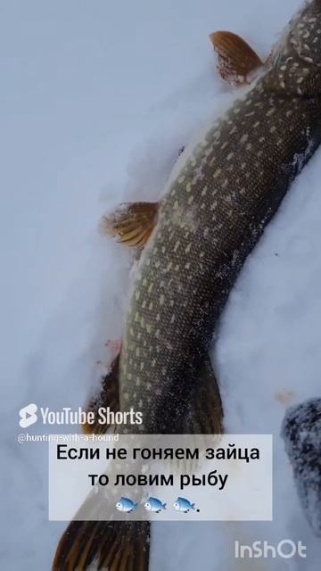 Если не гоняем зайца то ловим рыбу 🐟 🐟 🐟. #рыбалка#fishing #щука#охотасгончей #топ #hunting #tro смотреть онлайн