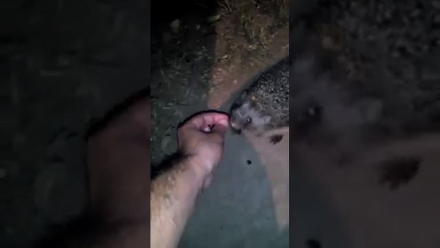 Не трусливый Ежик ) смотреть онлайн