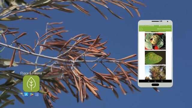 Plant Health - Malta Flora & Fauna App смотреть онлайн