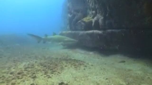 Grey Nurse Sharks Maroubra 2006 смотреть онлайн