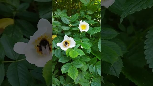 Шмель за работой. смотреть онлайн