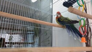 Самый  красивый попугай-розелла поёт вместе с хозяйкой