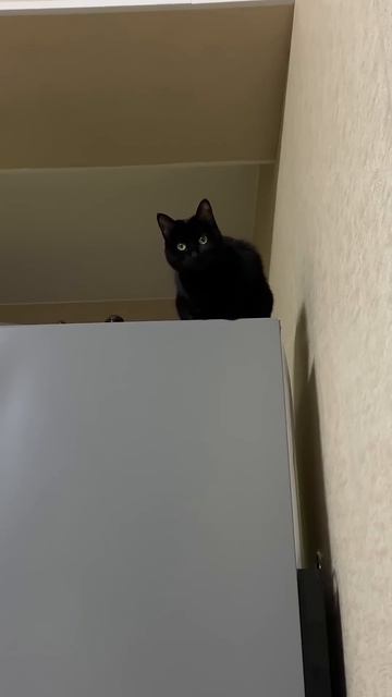 Странные привычки кошки 🐈⬛ #питомцы #cat #котики #кошка #кот