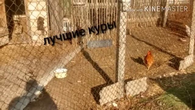 Домашние куры смотреть онлайн