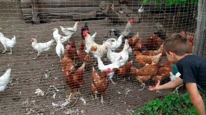 Деревенские будни