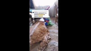 мемы про снюсоедов 2