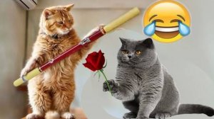 Смешные собаки и кошки видео 2025 😸|/ Забавные животные 🐱🐶🦜 Любимая кошка 😻Приколы с котами#1