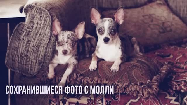 Мои собаки и их родители – неожиданные сходства! 🏅🐕 смотреть онлайн