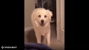 Скинволкеры уже среди нас!