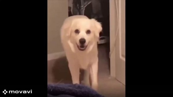 Скинволкеры уже среди нас!