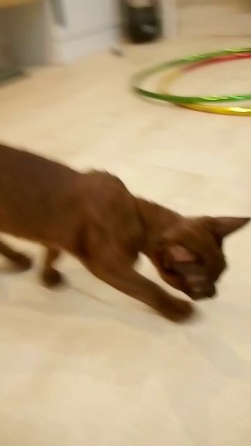 сценка🤣🤣🤣 смотреть онлайн