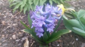 Гиацинт садовый