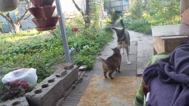 Собака и кошка могут дружить, даже девочки. смотреть онлайн