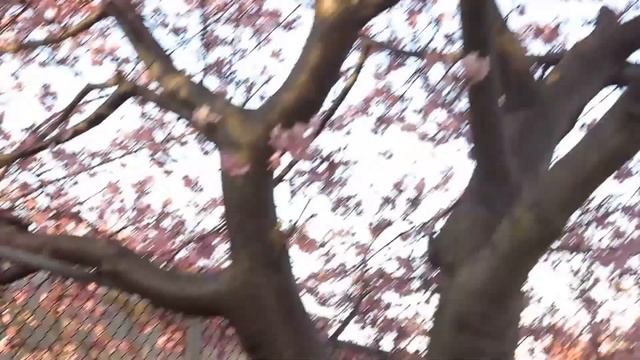 Japan.三浦海岸Sakura 1 около станции.. сладость смотреть онлайн