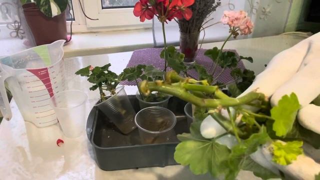 #57.УКОРІНЮЮ ЖИВЦІ ПЕЛАРГОНІЙ .ПЕРЕВІРЯЄМ УКОРІНЮВАЧ GRANDIS,Помилки і втрати 🥴 смотреть онлайн