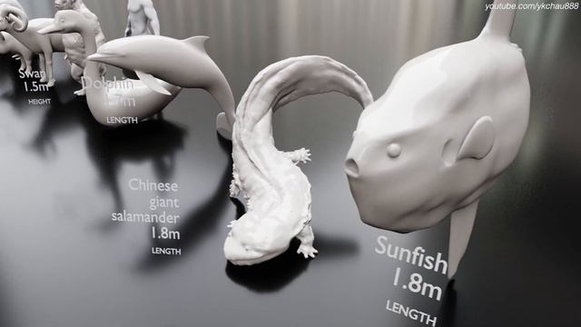 Animals Size Comparison 🐷🐮🦁🦊🐶🐵  | 3D Comparison