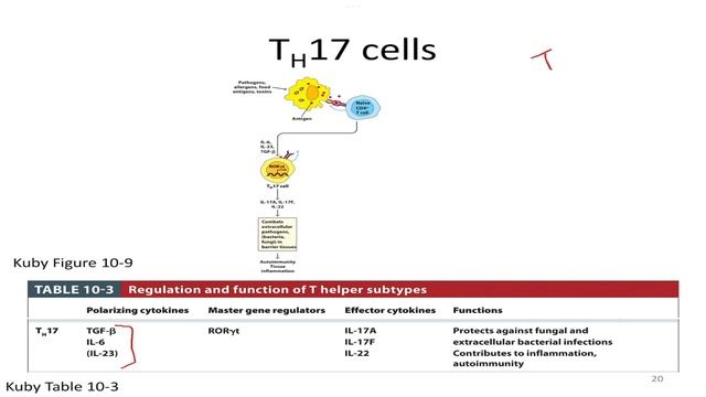 Immunology Fall 2022: Lecture 23 CD4+ T Cell Responses