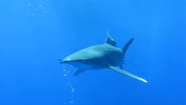 Oceanic white-tip shark at Daedalus in Egypt - 2 смотреть онлайн