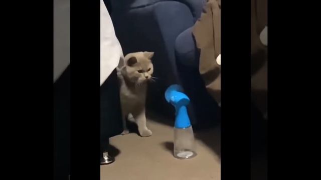 Funniest Cats 😹 - Cats Are Hilariously Clumsy 😂 - Funny Cats Life смотреть онлайн