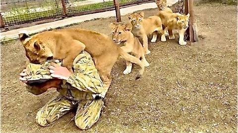 Львята из прайда Сараби выстроились в очередь, чтобы НАОБНИМАТЬСЯ с Олегом Зубковым смотреть онлайн