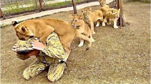 Львята из прайда Сараби выстроились в очередь, чтобы НАОБНИМАТЬСЯ с Олегом Зубковым