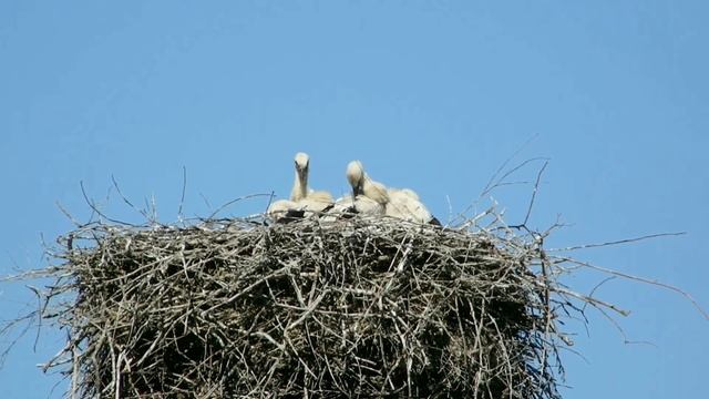 Птенцы аистов. Калужская область. смотреть онлайн